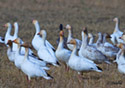 Chen caerulescens